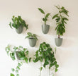 Make Good PlantPod Luxe - Self-Watering Wall Planters (Set of 6, Forest Green) - Easy to Water and Install - Lightweight - Design Your Own Vertical Garden - Wall Planters for Indoor Plants