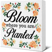 Spring Decor - Spring Decorations for Home - Bloom Where You Are Planted Wood Sign Home Desk Table Shelf Tabletop Decor 5×5 Inches
