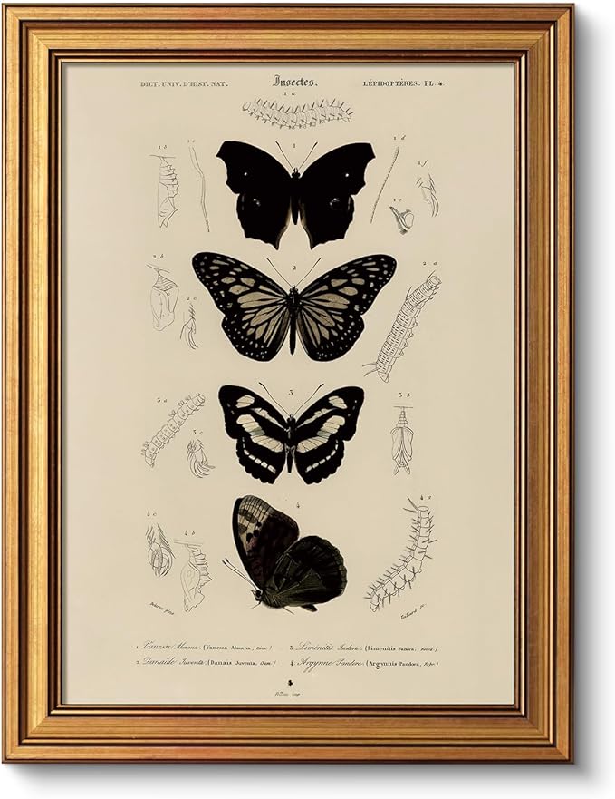VIYYIEA Gold Framed Art Prints,12x16Inch, Butterfly Entomology Vintage Art Painting, Classical Scientific Decor for Library Bathroom Study Room Shelf, Rustic Farmhouse Canvas Picture