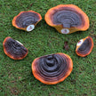 Set of 5 Mushroom Wall Shelves - Small Floating Shelves for Home Decor, Kitchen, Bedroom | Cute Resin Mushroom Shelf, Cottagecore & Reptile Gecko Habitat Accessory